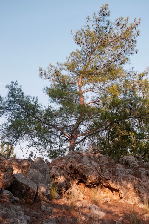 Free Tranquil rural landscape featuring a lone pine tree on rocky terrain under a summer sky. Stock Photo