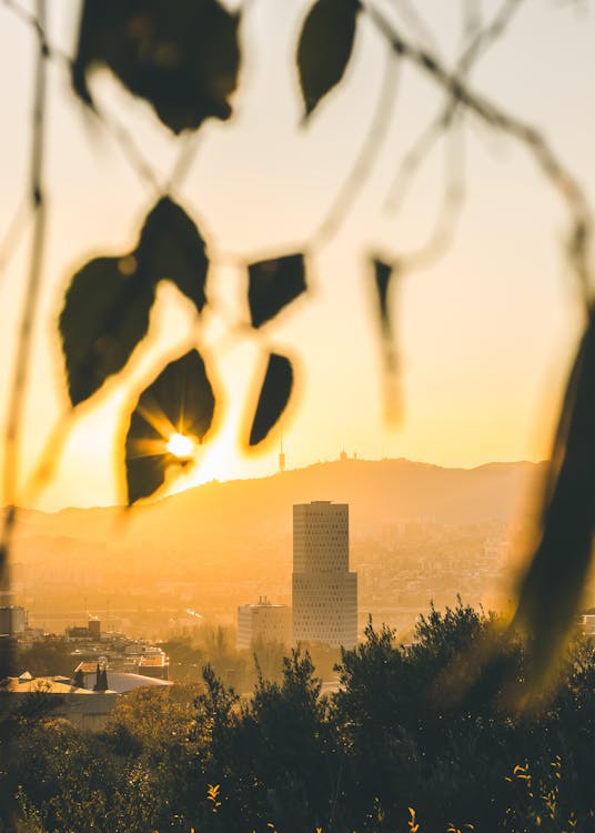 Fotos de stock gratuitas de al aire libre, amanecer, arboles