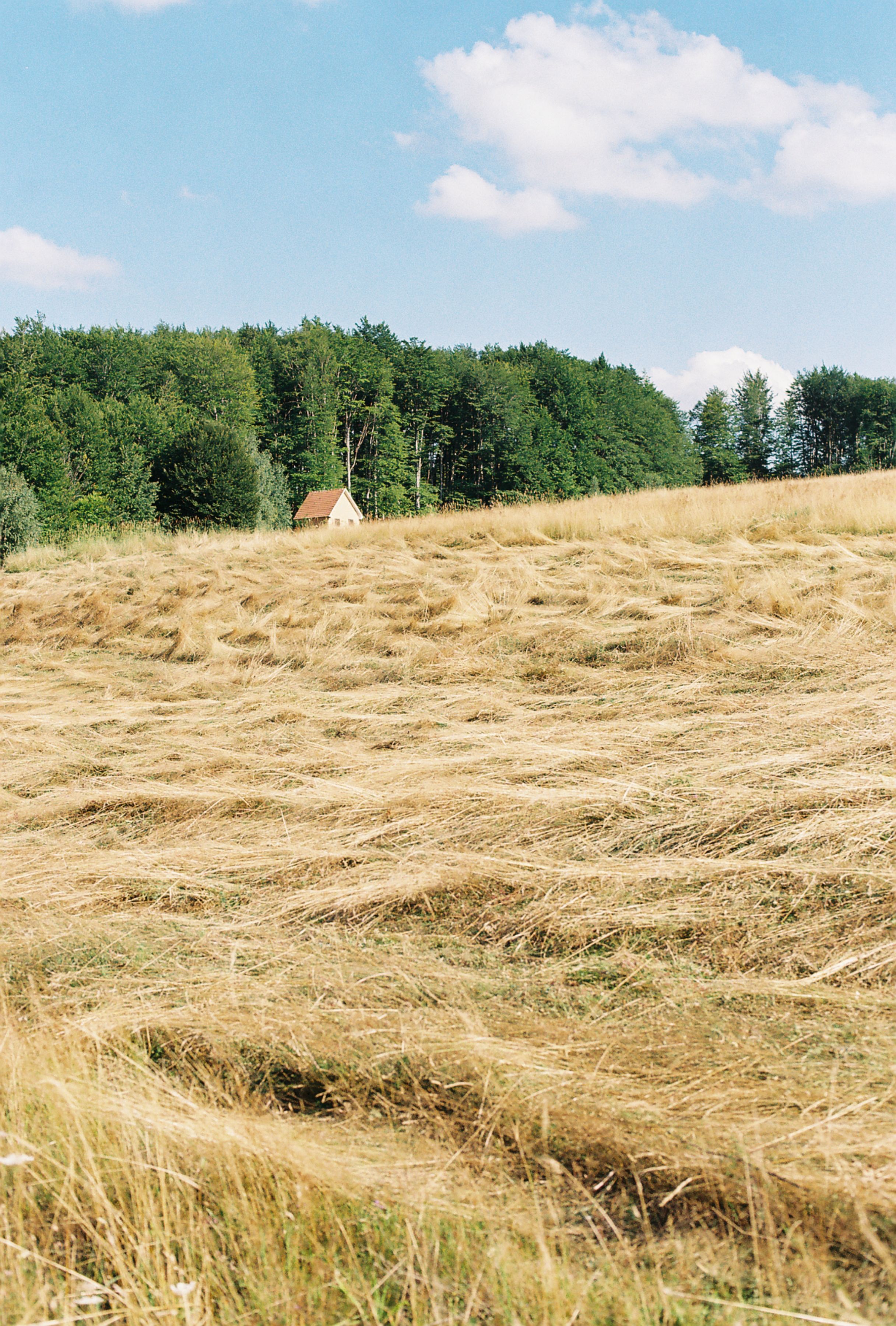 A tranquil rural landscape featuring a mown field, bordering forest, and a small cottage under a clear sky.