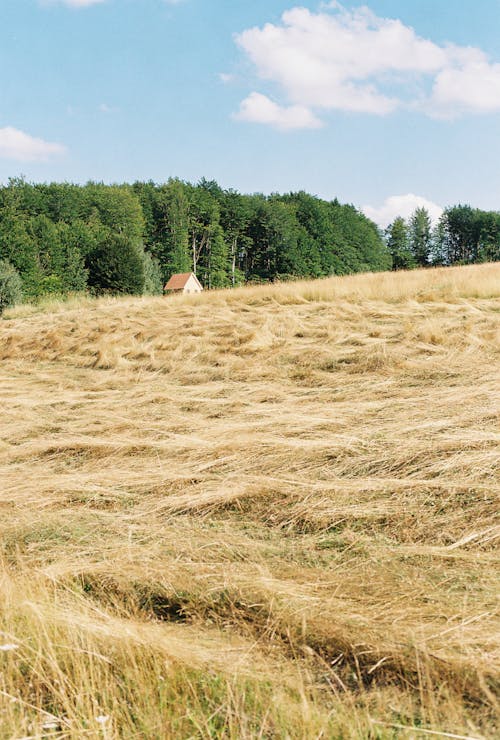 Straw on a Mown Grain Field