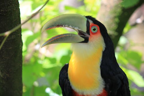 Close-up of a Green-billed Toucan with its Beak Open