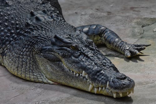 Foto profissional grátis de Crocodilo, em cativeiro, fotografia animal