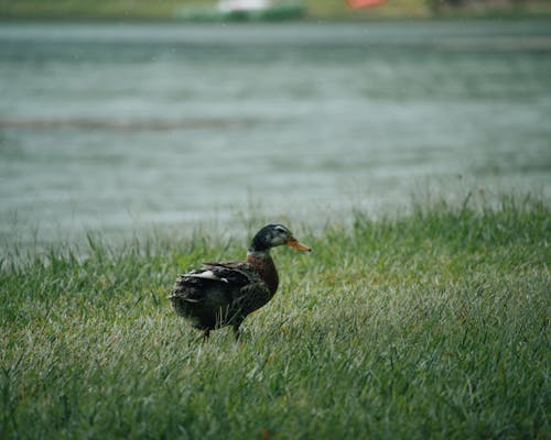 Duck Walking on the Riverbank