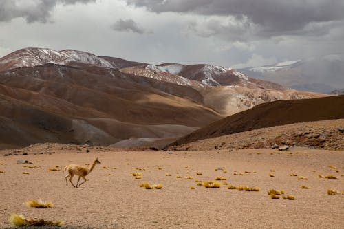 Vicuña En La Puna