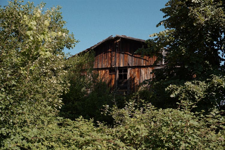 Ruined Building Behind Bushes