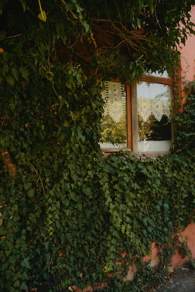 Ivy Growing Around House Window