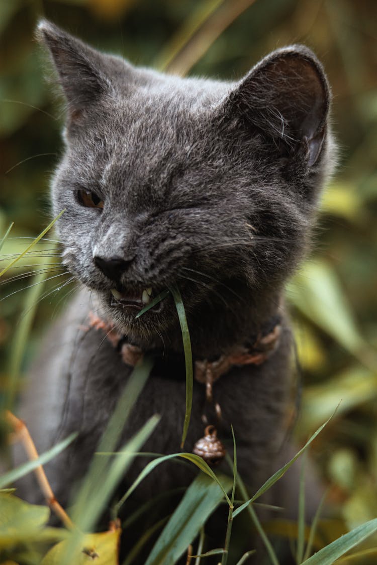 Close Up Of Cat Head