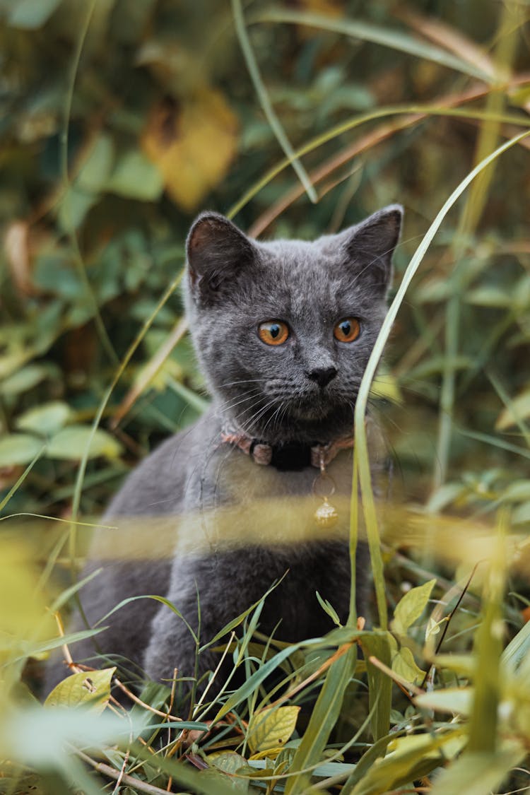 Russian Blue Cat On Ground