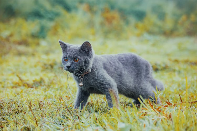 Gray Cat Hunting On Meadow