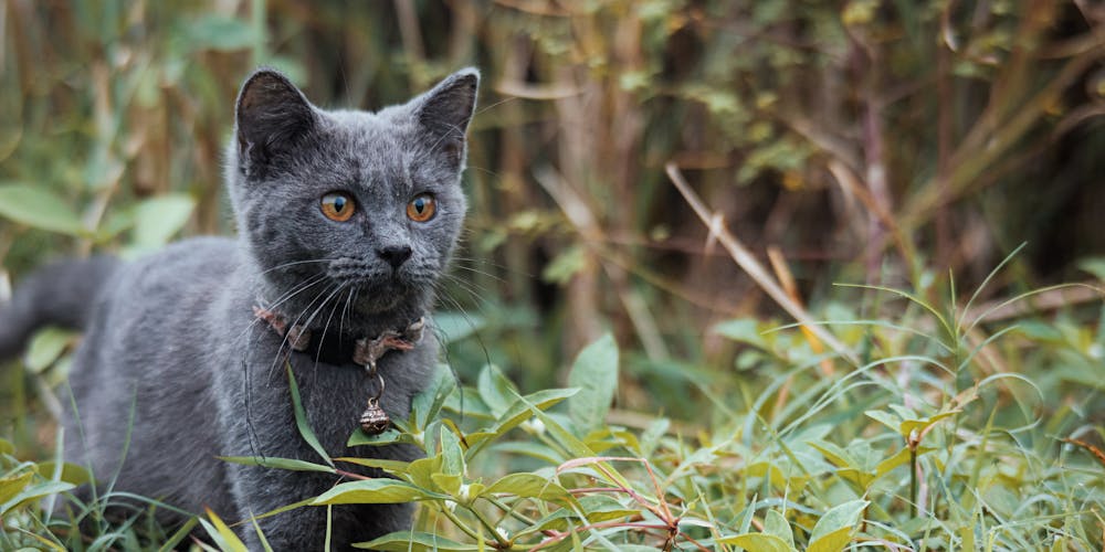 From Russia with Love The Fascinating Story of the Million-Dollar Russian Blue Cat