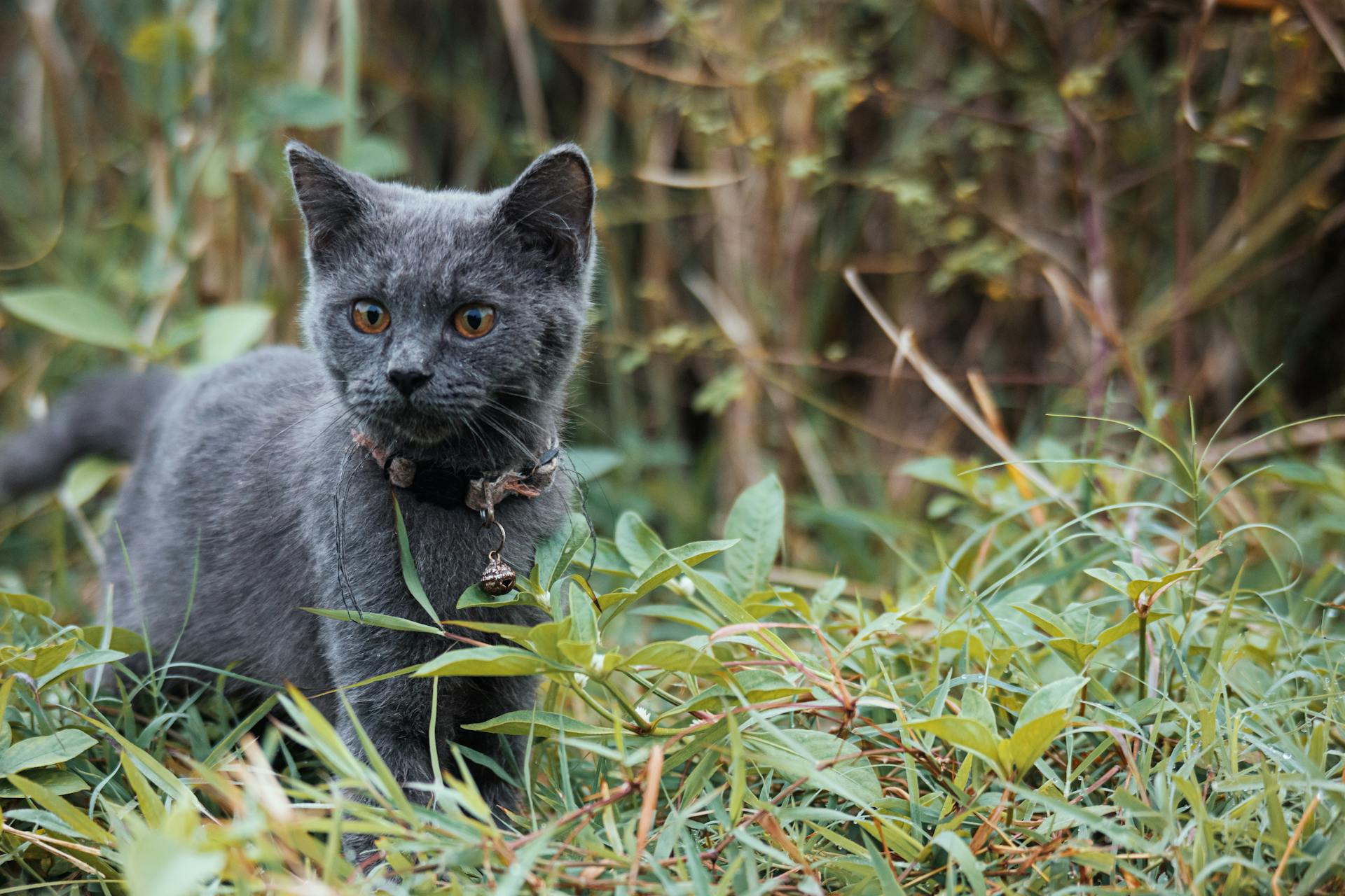 Russian Blue in Grass