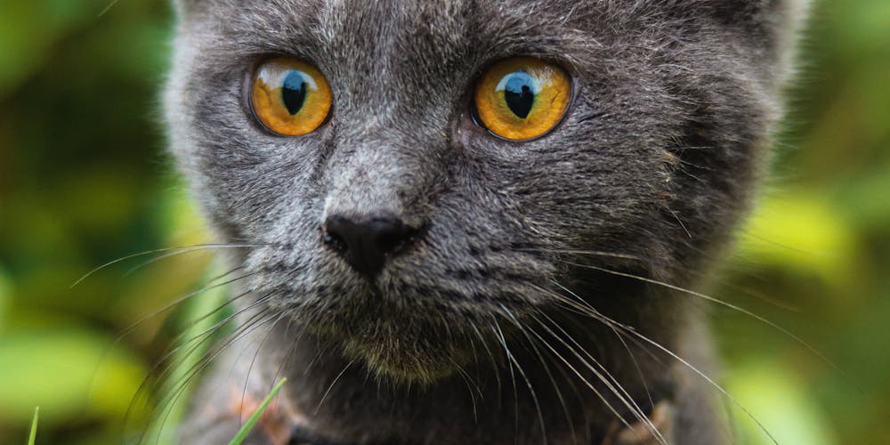 From Russia with Love The Fascinating Story of the Million-Dollar Russian Blue Cat