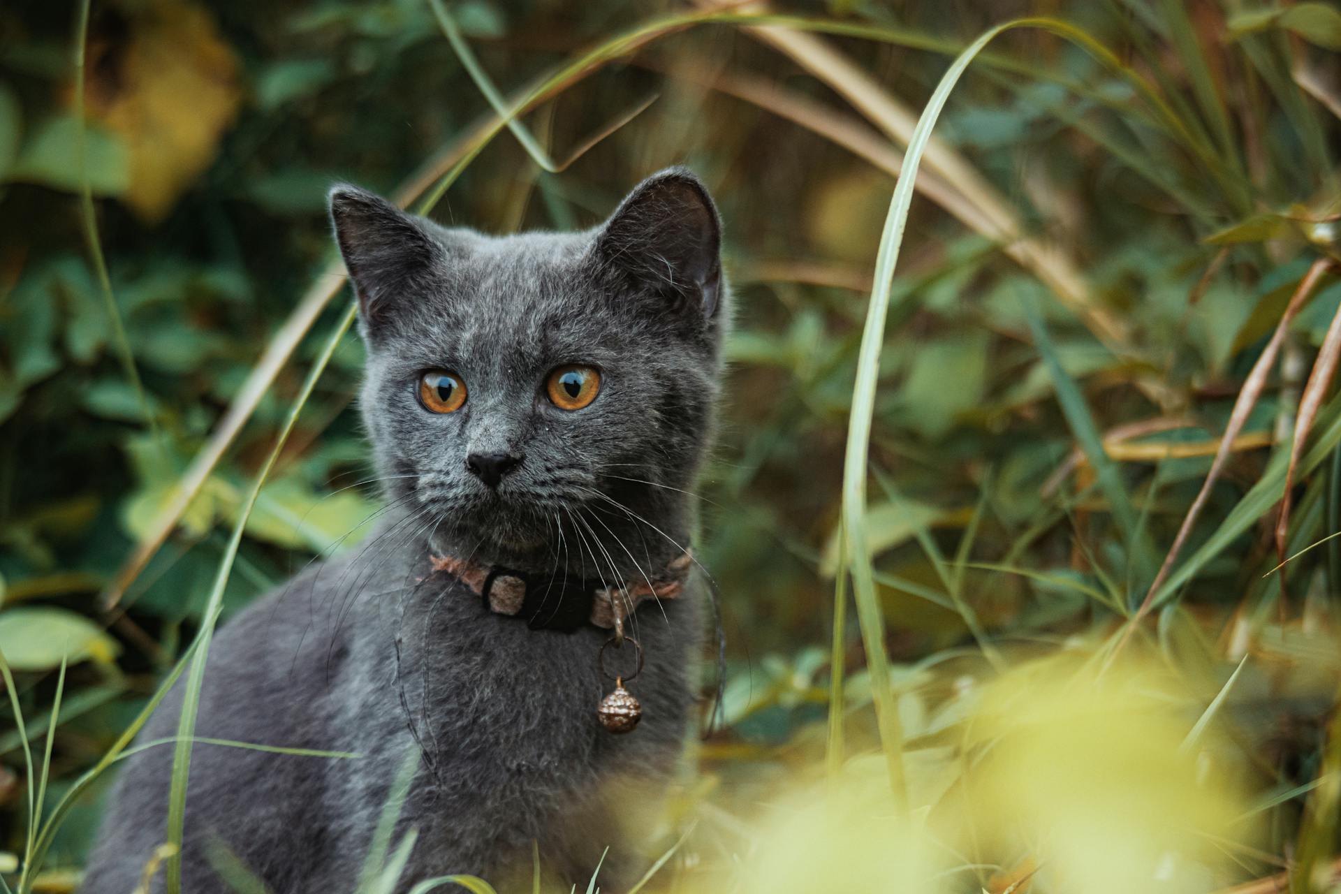 Cat among Plants