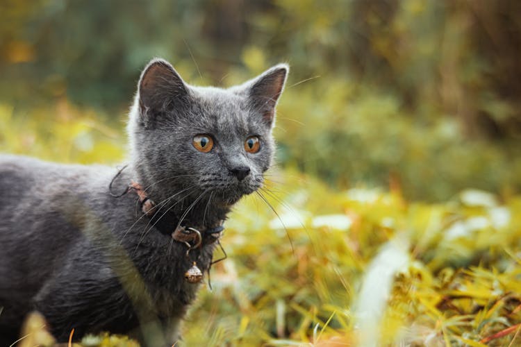 Cat With Collar With Bell