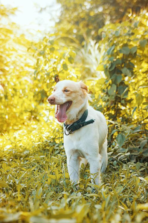 Free A joyful dog standing in a vibrant green field, enjoying a sunny day outdoors. Stock Photo