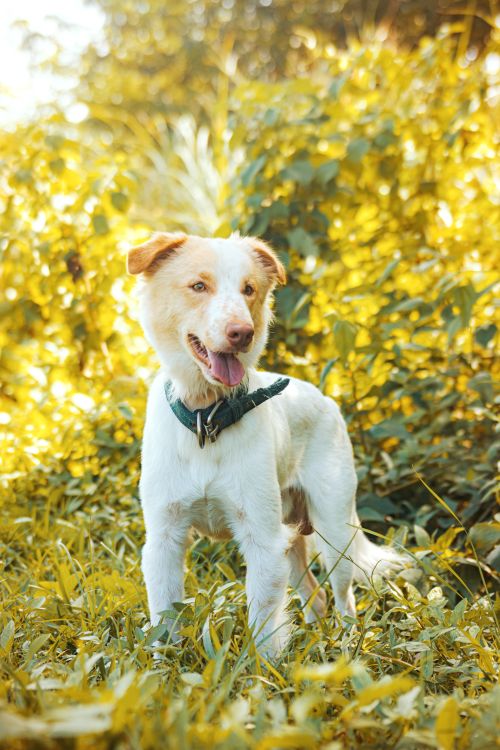 Free A cheerful dog enjoying a sunny day in the park surrounded by lush greenery. Stock Photo