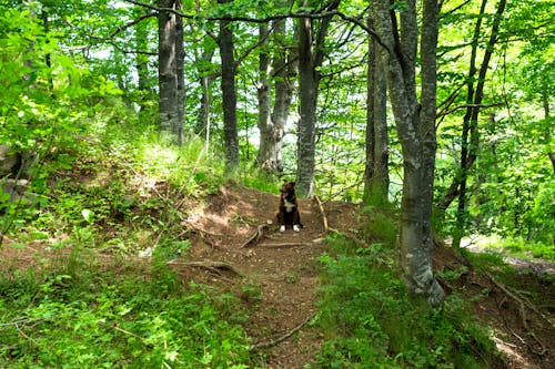 Dog Sitting on Path in Forest