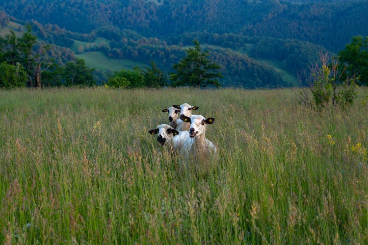 Sheep On Meadow