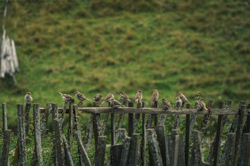 熱愛大自然的人, 籬笆上的麻雀, 麻雀 的 免費圖庫相片