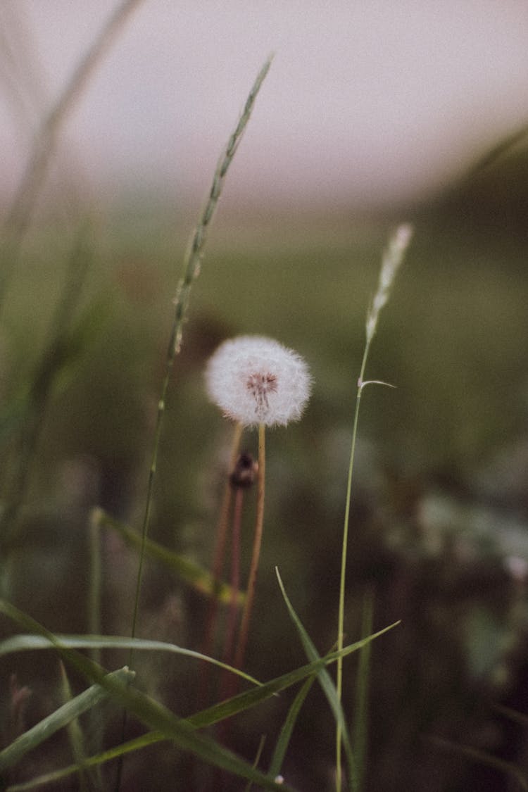 Dandelion Seed Head