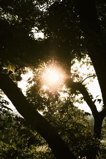 Sunlight shining through lush green tree branches, creating a serene natural ambiance.
