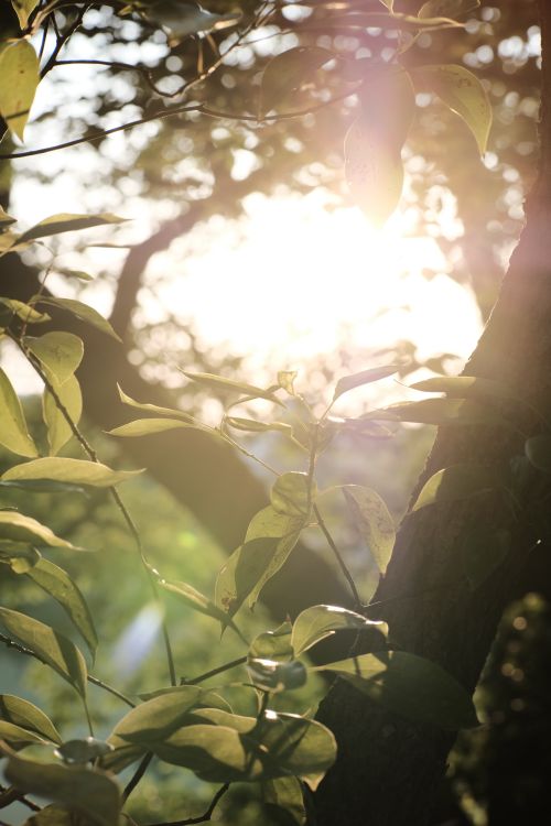 Free Beautiful sunlight filtering through lush green leaves on a tree outdoors. Stock Photo