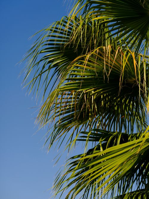 Free Vibrant palm leaves sway against a clear blue summer sky, capturing tropical essence. Stock Photo