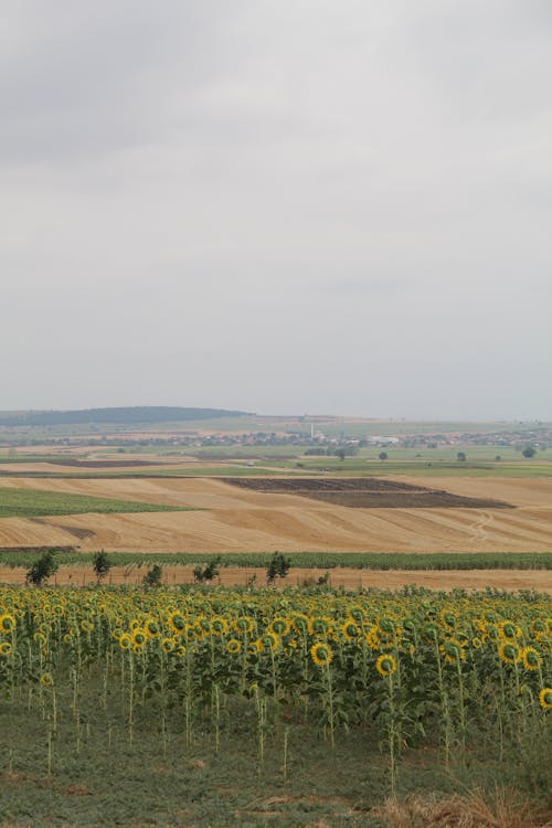 Gratis stockfoto met boerderij, landelijk, landschap