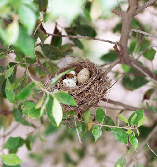 Close-up of a Birds Nest with Eggs on a Tree 