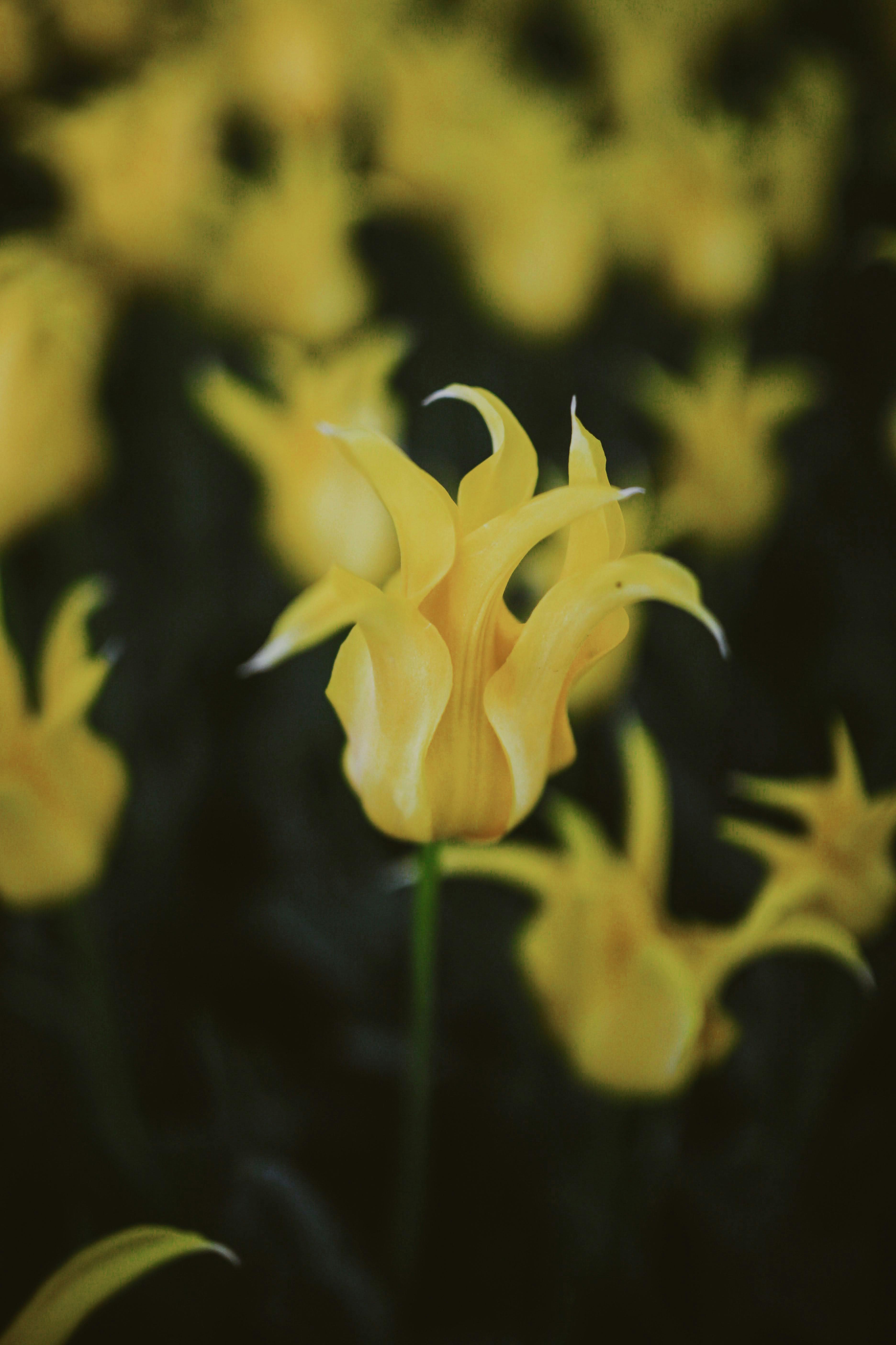 A striking yellow tulip in full bloom stands out among blurred background flowers.
