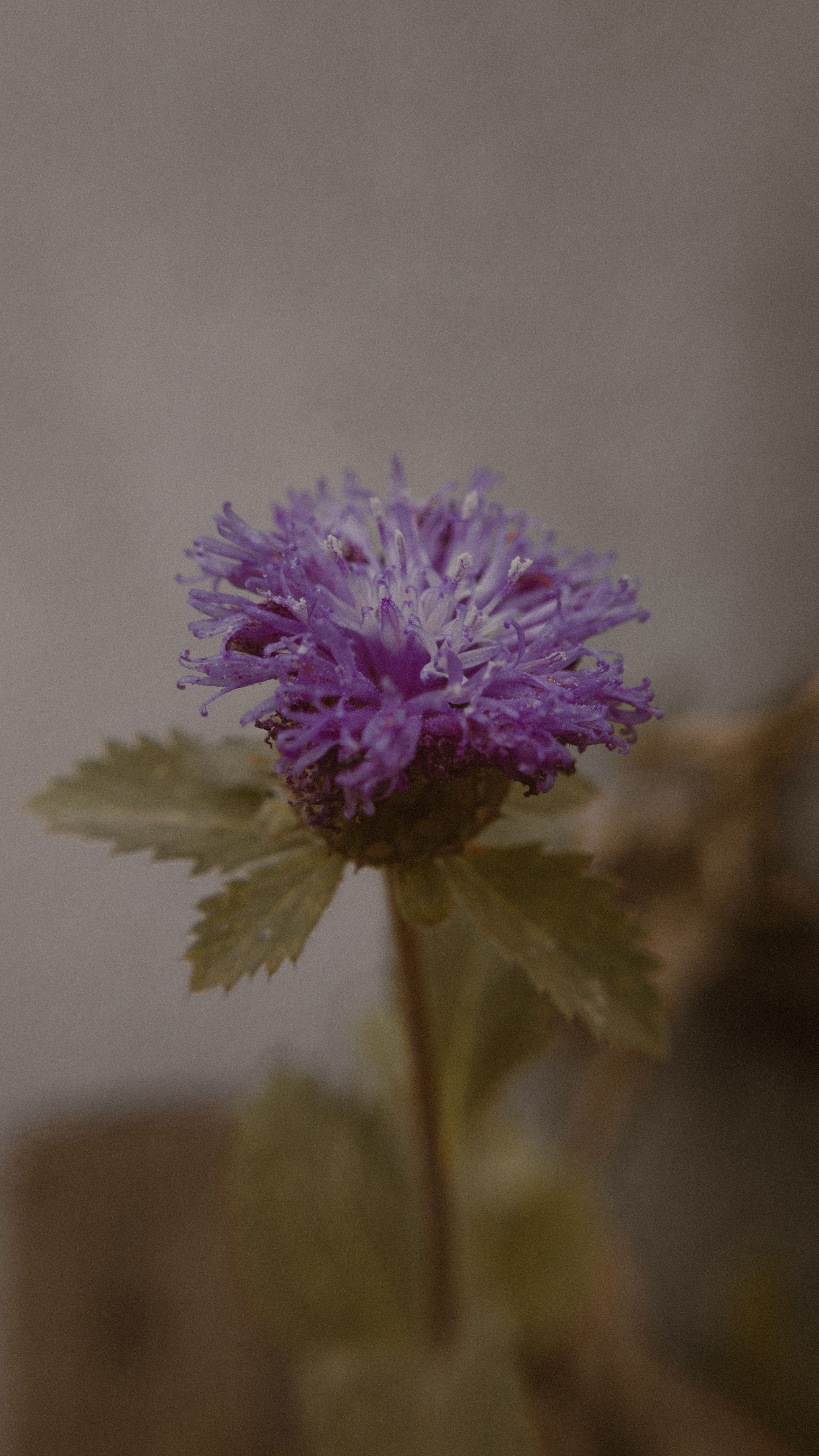 Beautiful purple flower with green leaves in a serene outdoor setting.