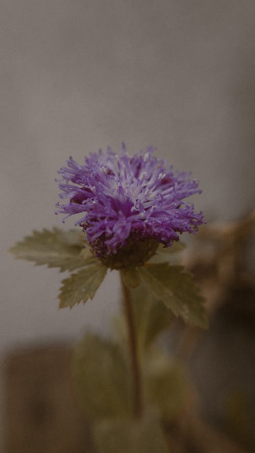 Fleur Violeta