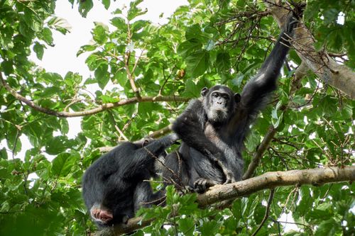 Free Two chimpanzees relaxing on a tree branch amidst dense foliage in a natural habitat. Stock Photo