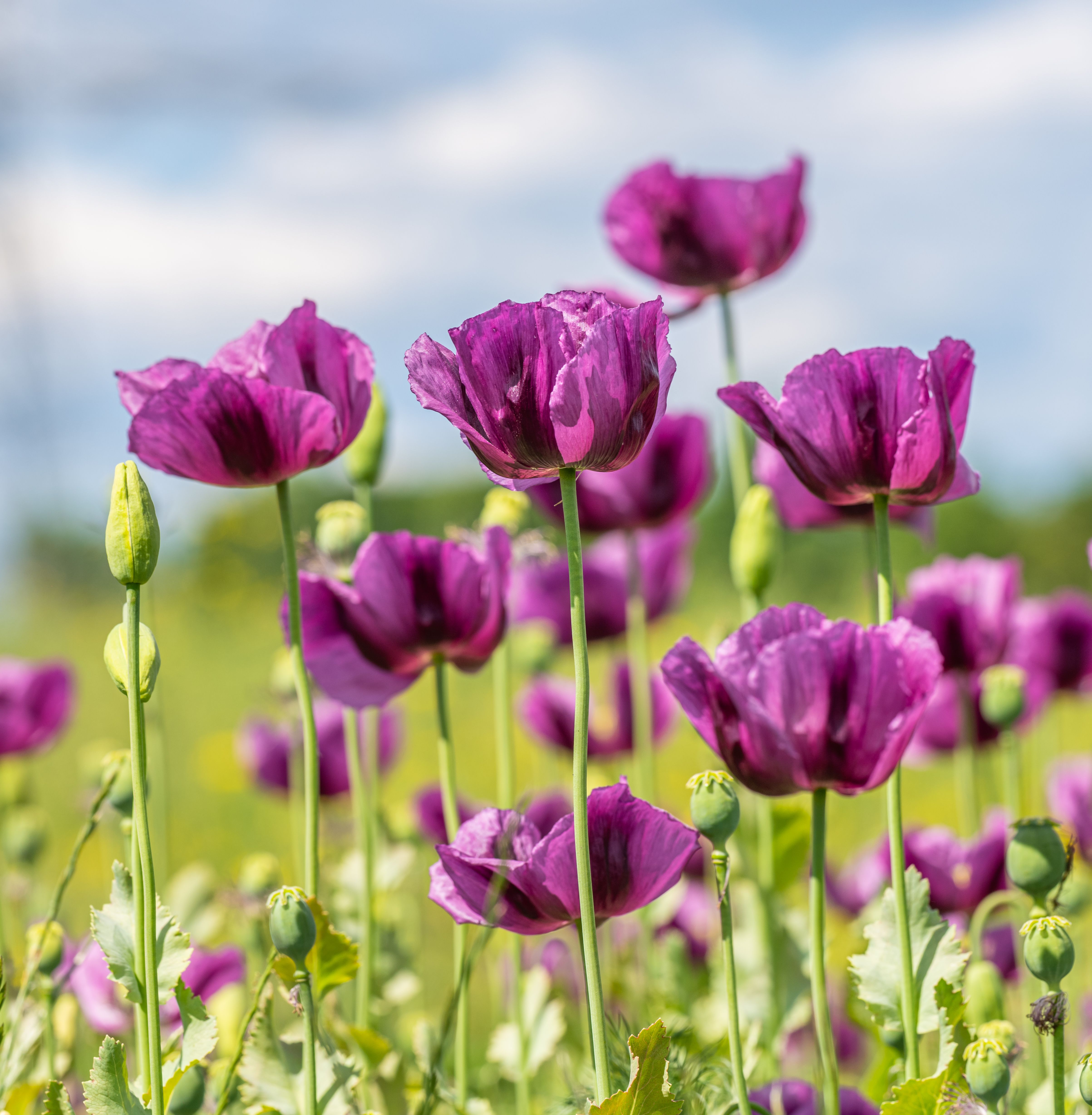A beautiful field of purple poppies basking in the sunlight, showcasing natural beauty.