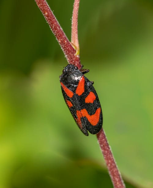 Ảnh lưu trữ miễn phí về bắn dọc, cercopis vulnerata, chụp ảnh động vật hoang dã