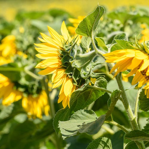 Gratis arkivbilde med åker, blomster, solsikker