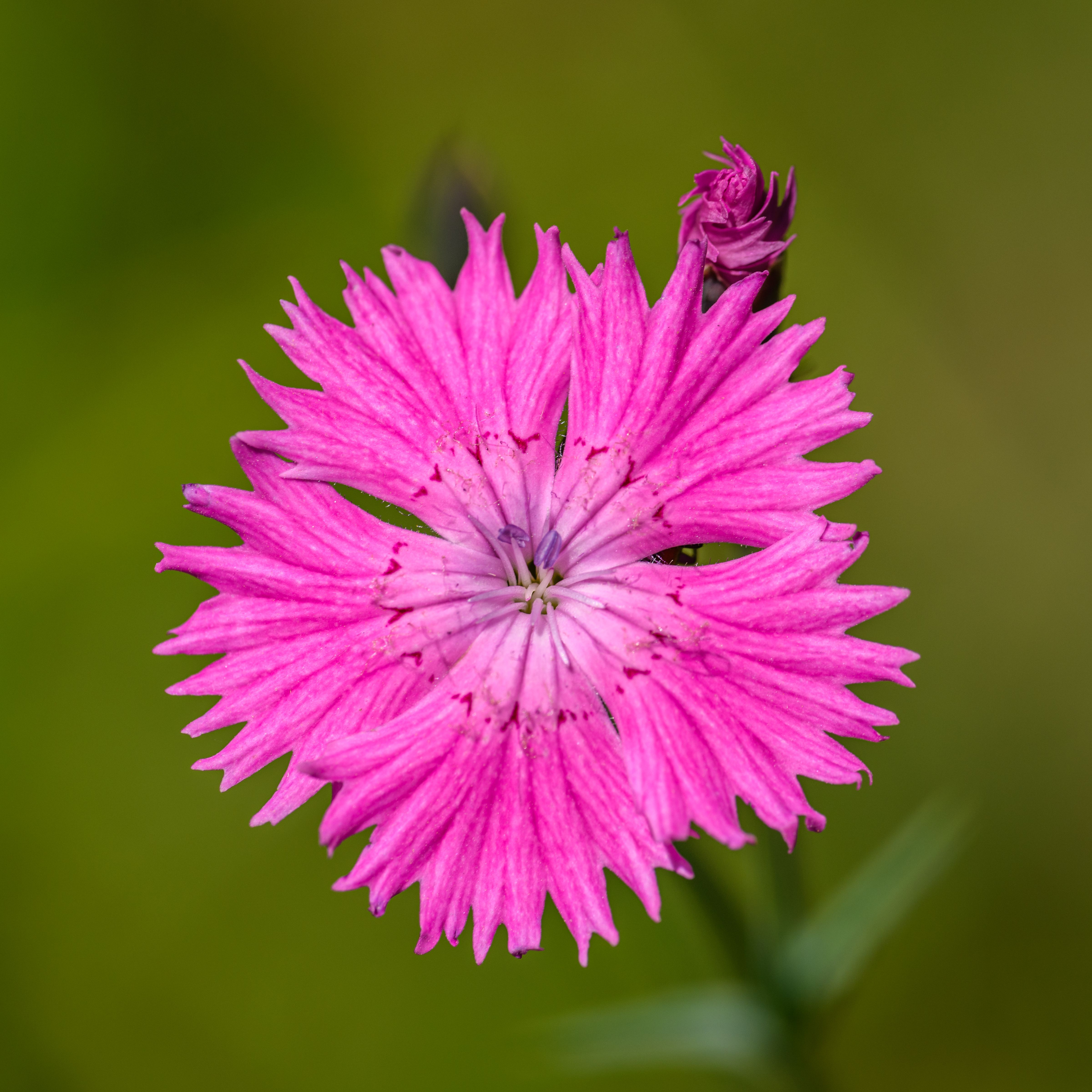 Close-up of Blooming Flower in Nature · Free Stock Photo