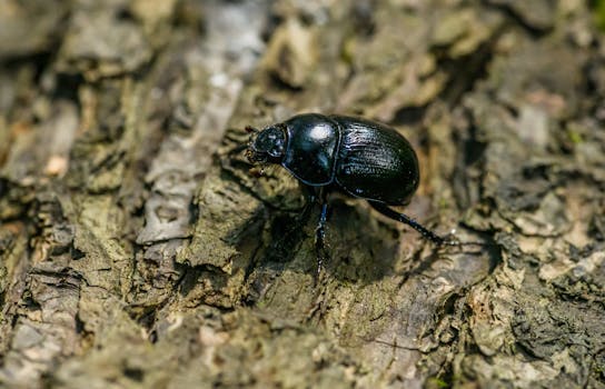 Detailed close-up of a dark beetle on textured tree bark, highlighting natural wildlife beauty.