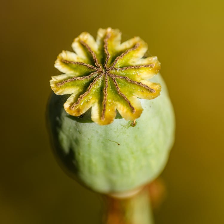 Poppy Seed Head 