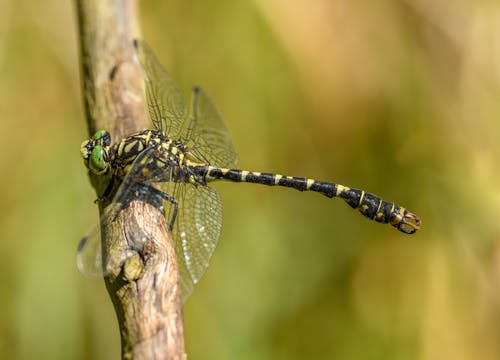 Dragonfly on Wooden Stick
