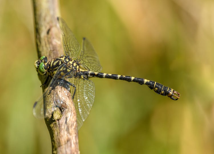 Dragonfly On Wooden Stick