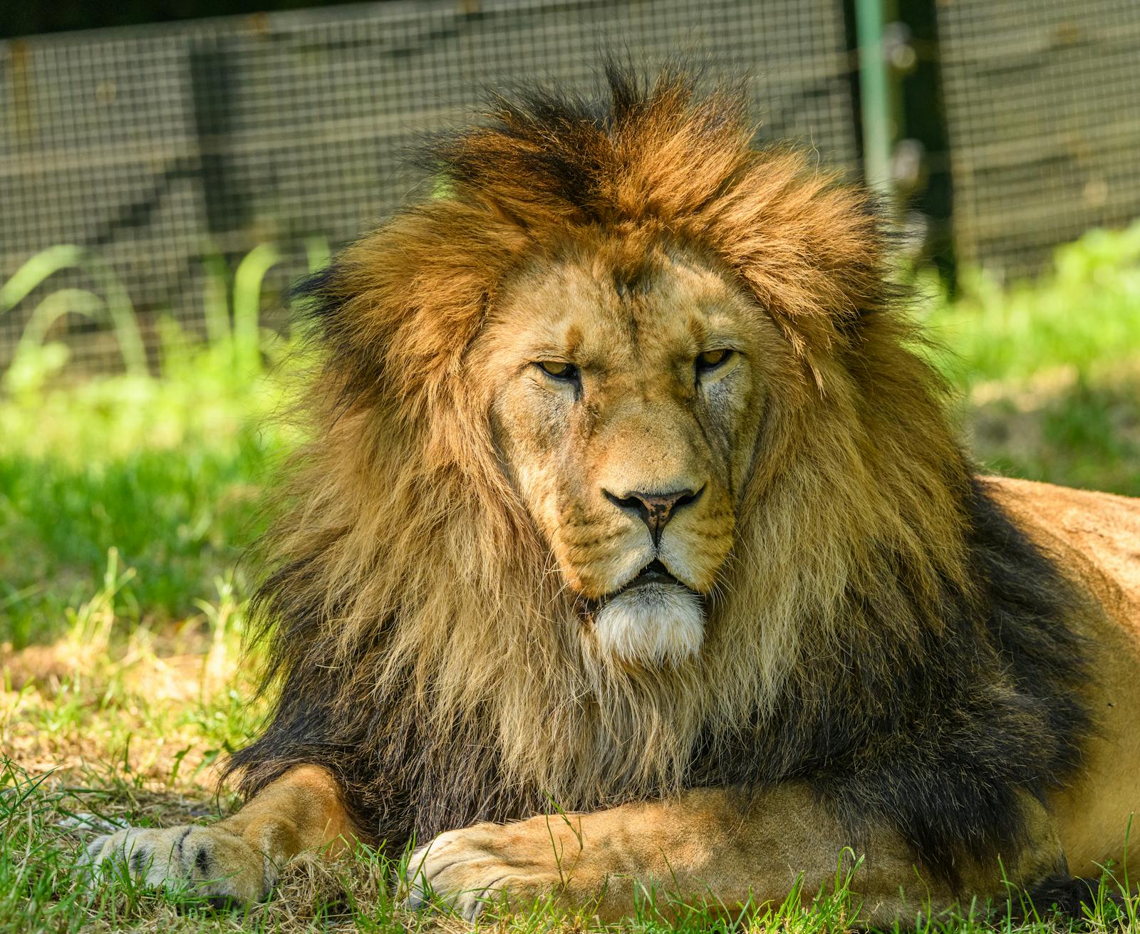 Lion Head Photos, Download The BEST Free Lion Head Stock Photos & HD Images