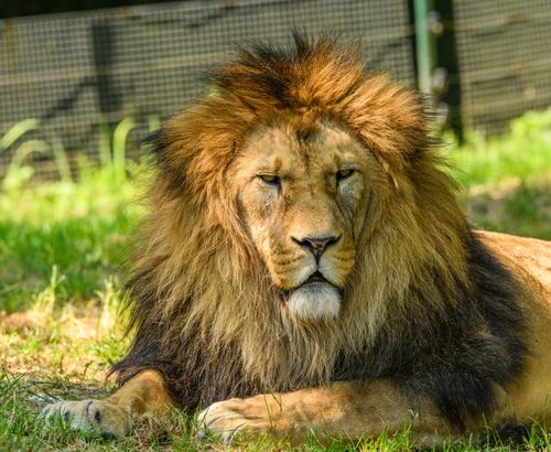 Free Close-up of a majestic lion lying down in a sunlit zoo enclosure, showcasing regal features. Stock Photo
