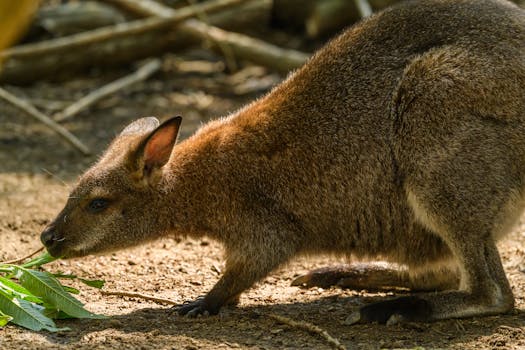 A detailed close-up of a wallaby foraging on leaves, showcasing its natural habitat and unique features.