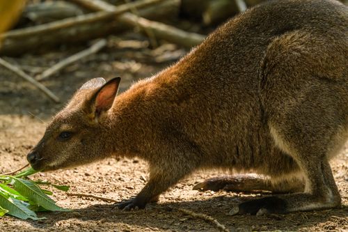 Free A detailed close-up of a wallaby foraging on leaves, showcasing its natural habitat and unique features. Stock Photo