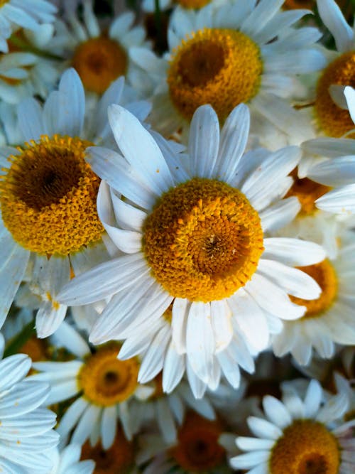 Close-up of White Daisies 