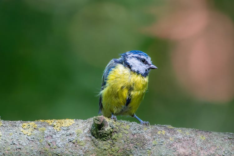 Close-up Of An Eurasian Blue Tit Sitting On A Tree Branch 