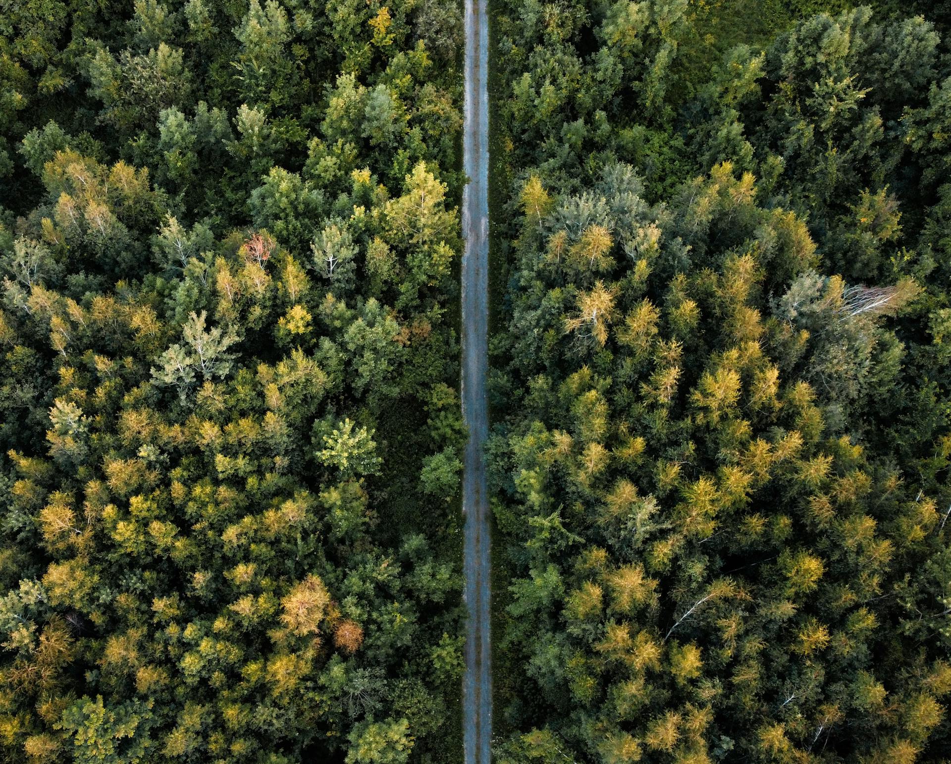 Drone shot of a lush green forest with a straight road running through it.