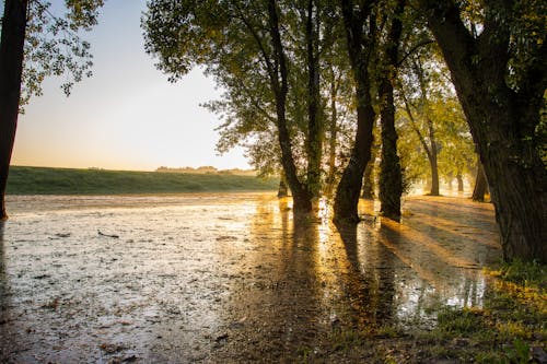 Základová fotografie zdarma na téma bažina, mlha, ráno