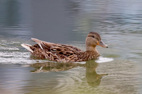 Close-up of a Duck Swimming in Water 